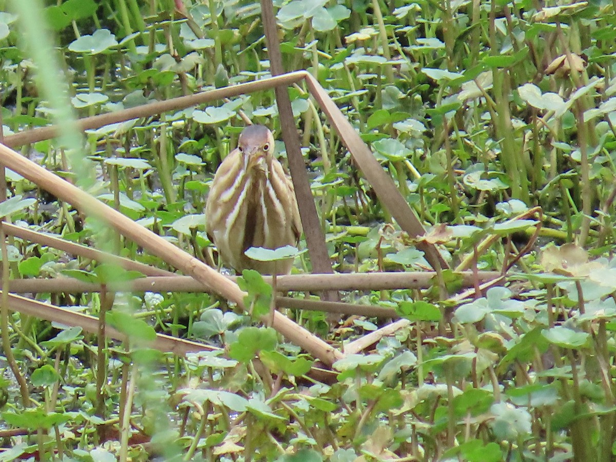 Petit Blongios - ML647611462