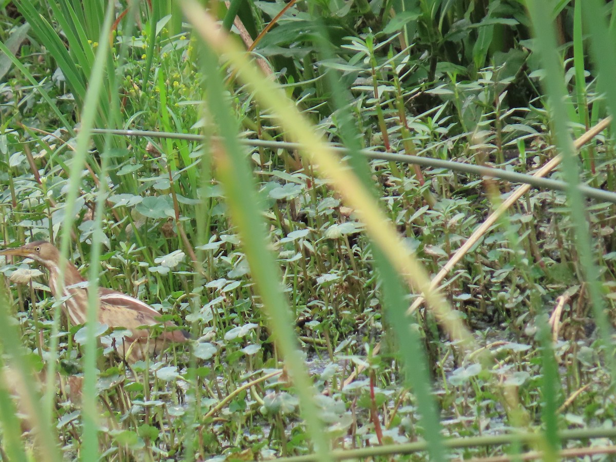 Petit Blongios - ML647611463