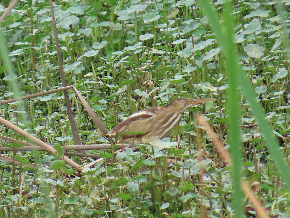 Petit Blongios - ML647611464