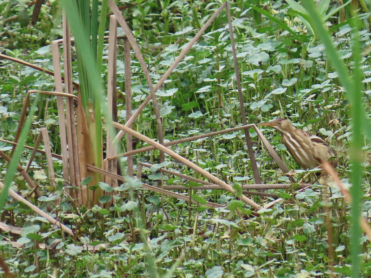 Petit Blongios - ML647611465