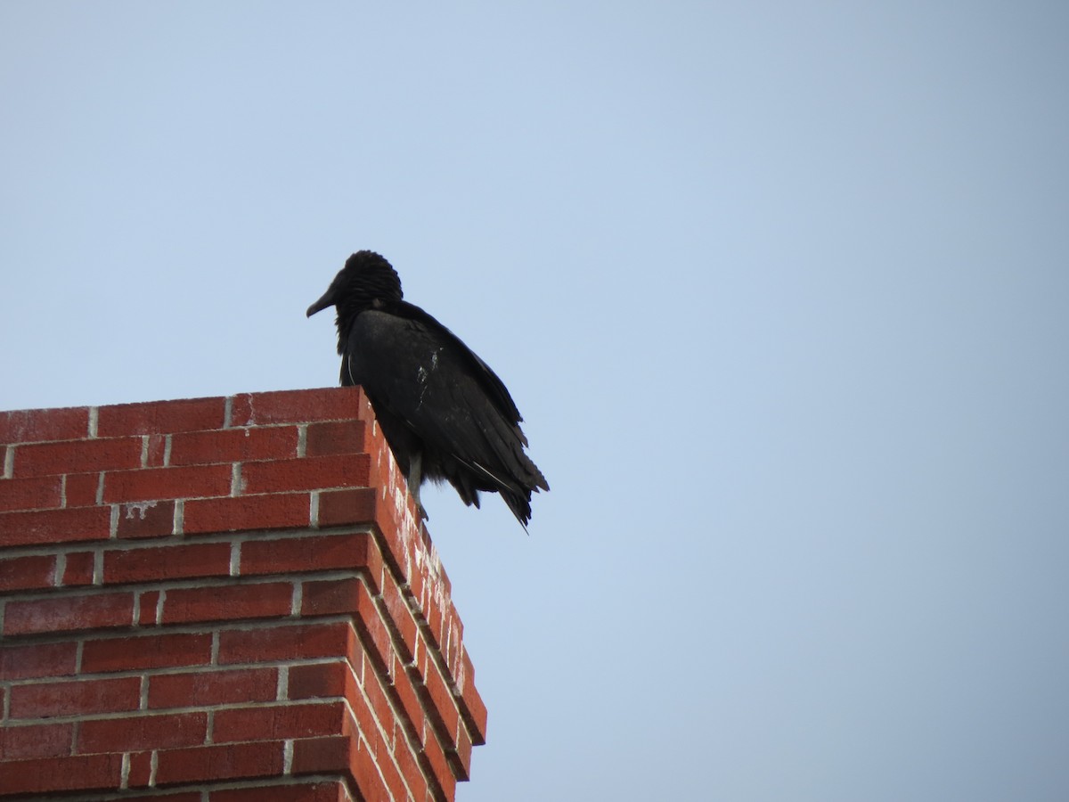 Чёрная катарта - ML647611466