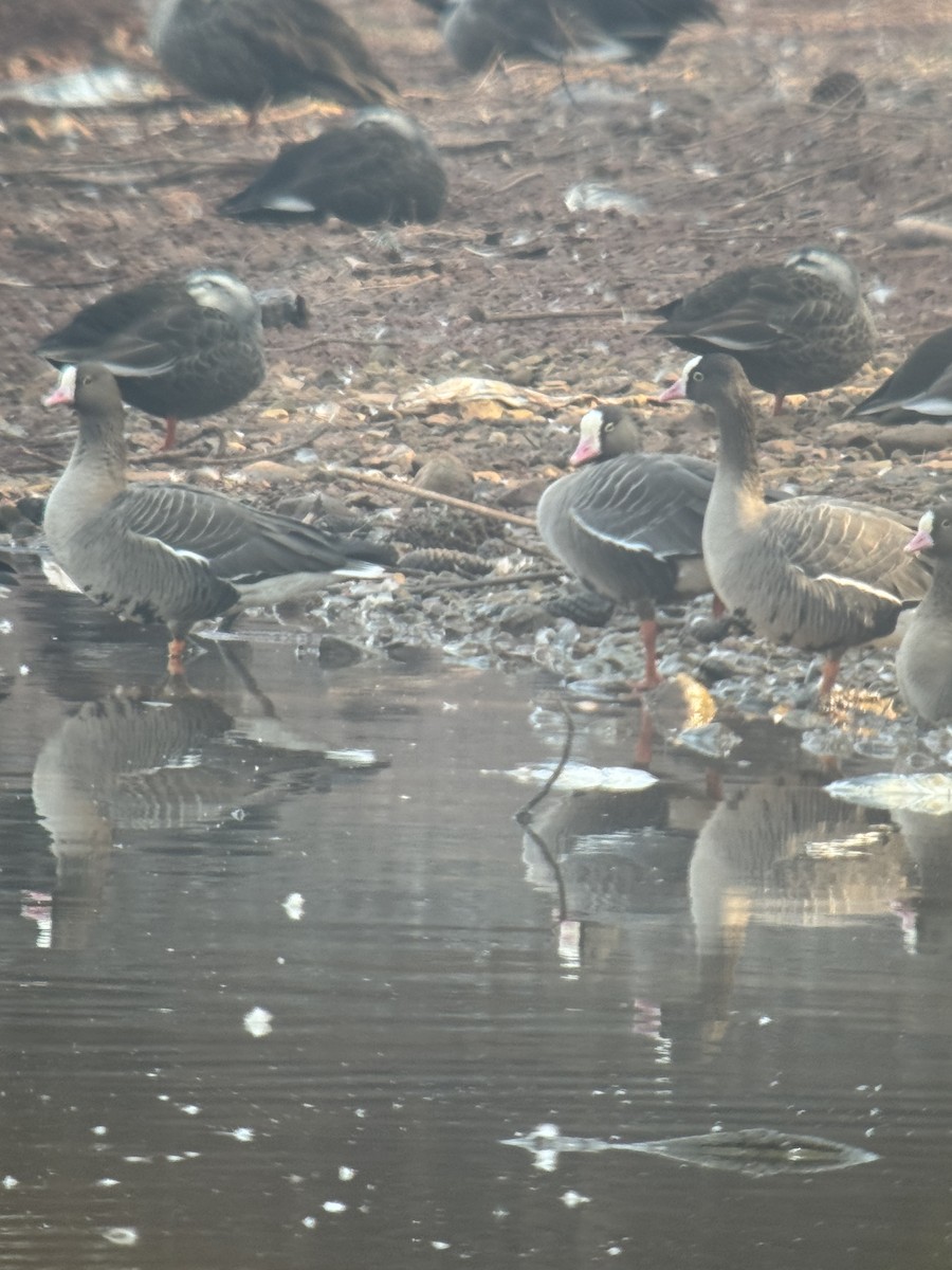 Küçük Sakarca - ML647611485