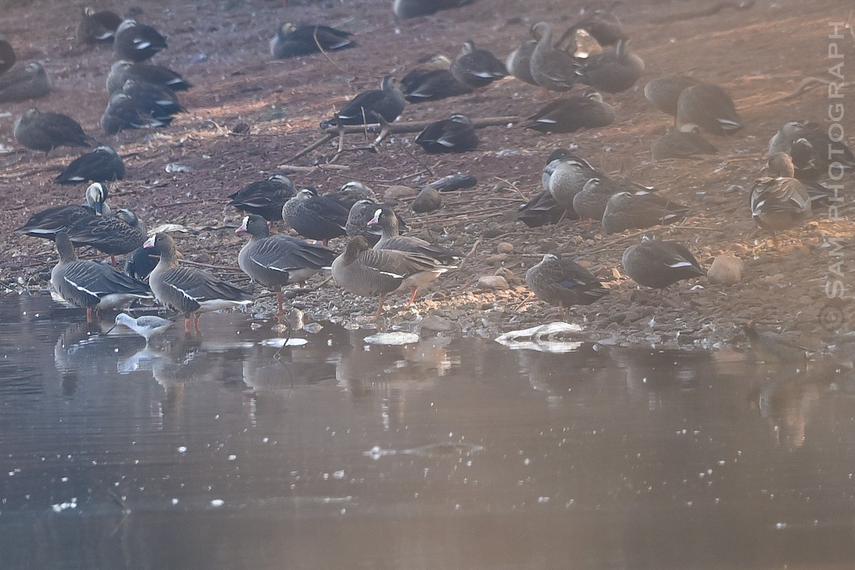 אווז קטן - ML647611486