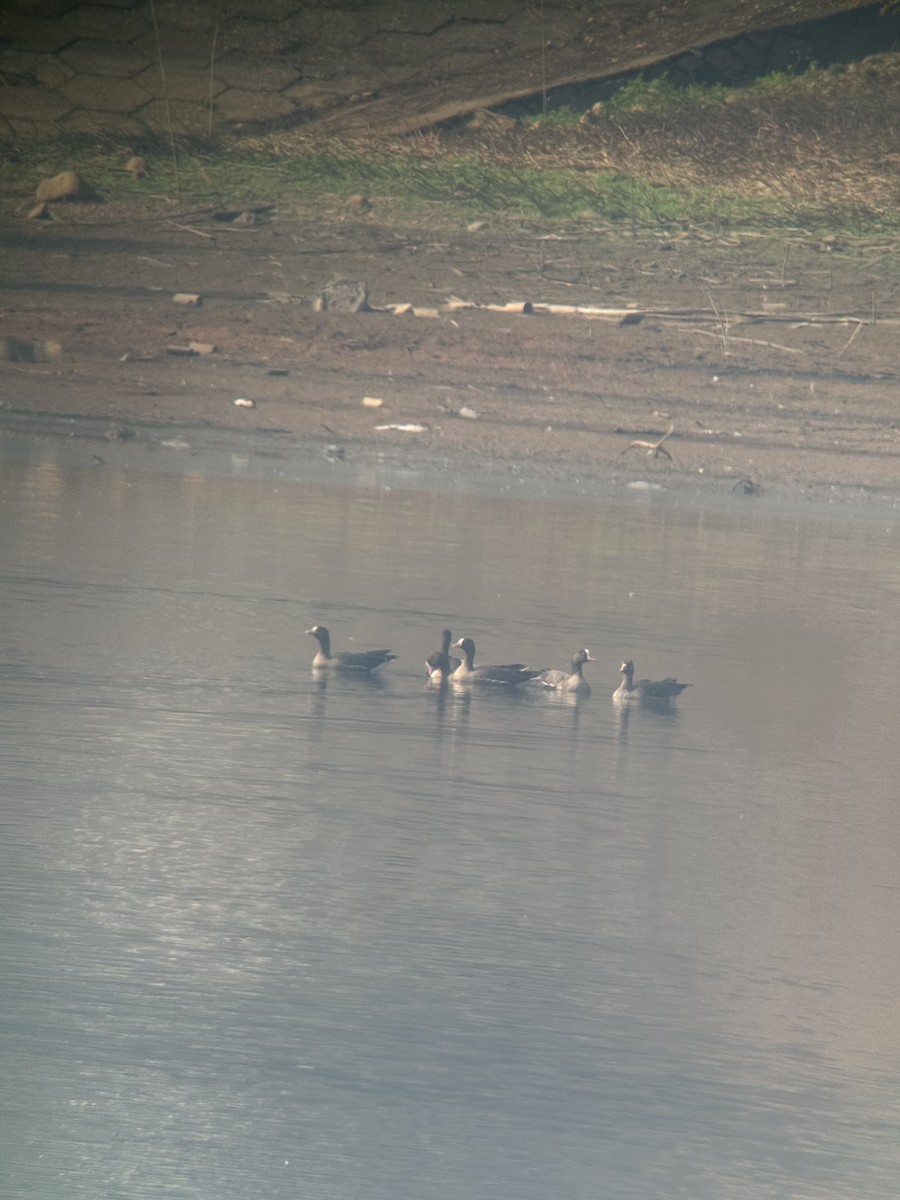 Küçük Sakarca - ML647611488