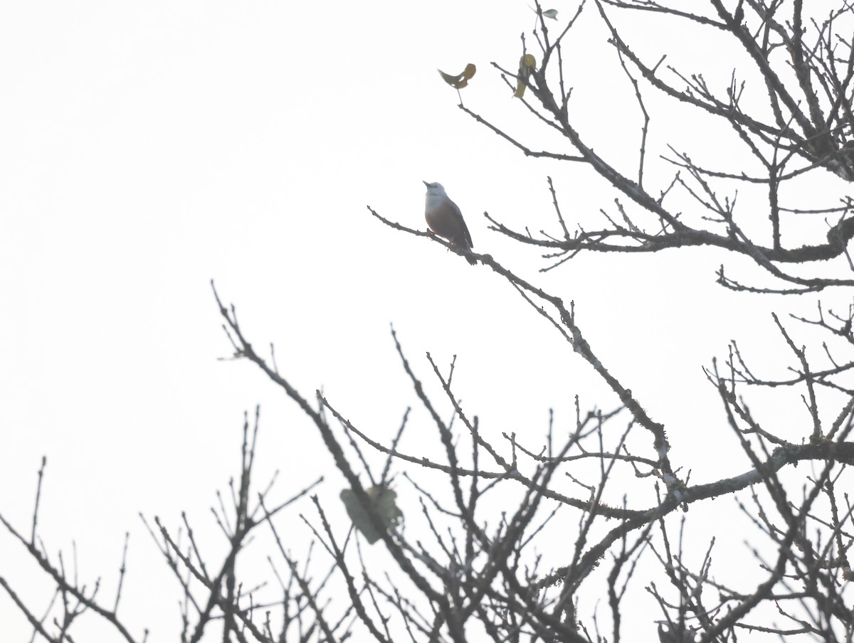 Malabar Starling - ML647611491