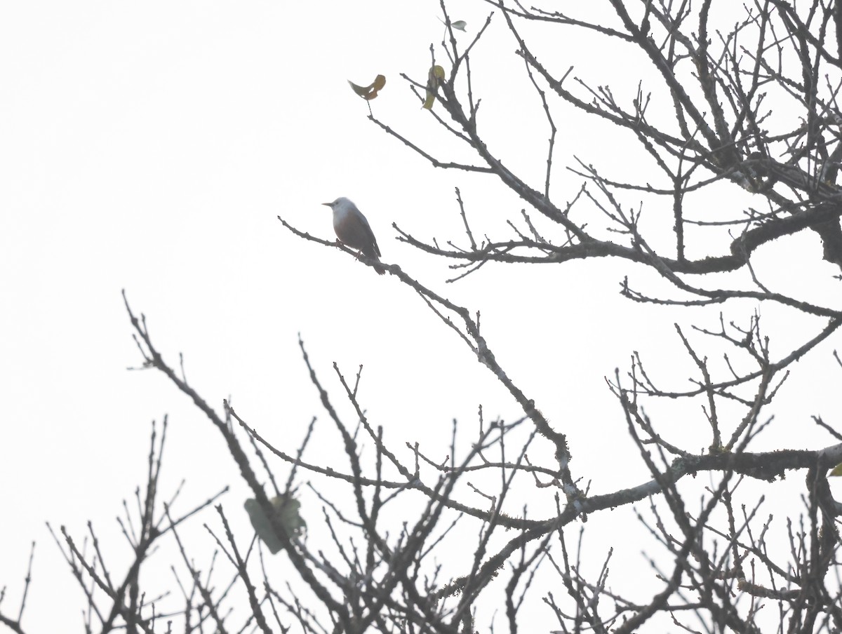 Malabar Starling - ML647611492