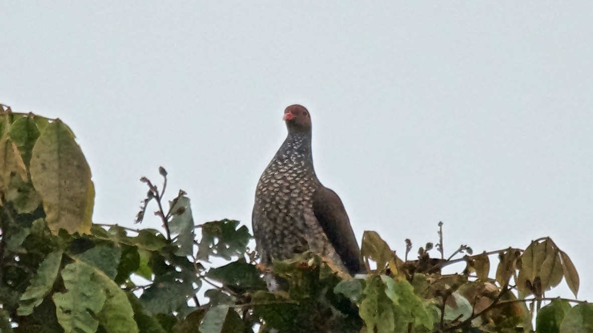 Scaled Pigeon - ML647611493