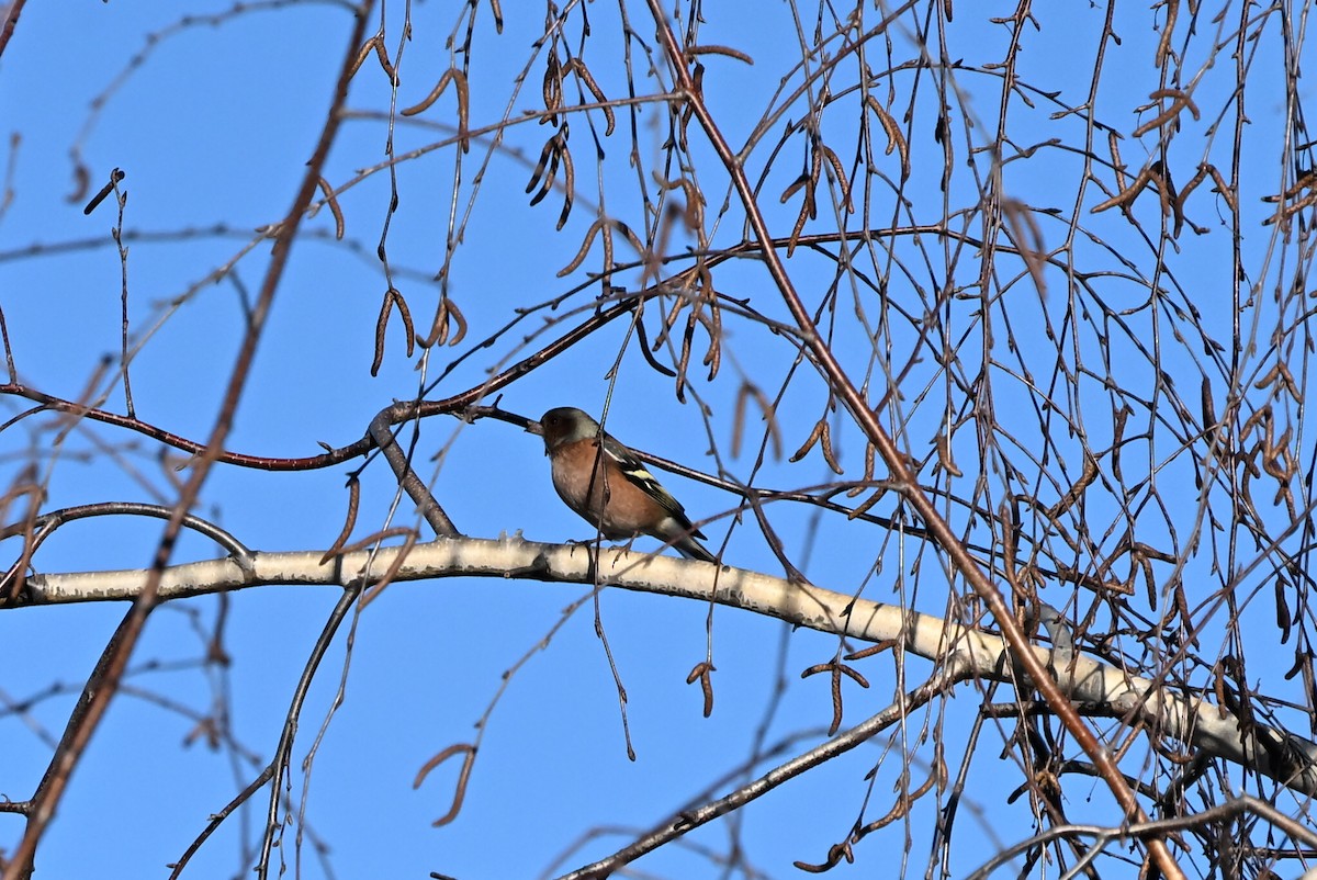 פרוש מצוי - ML647611503