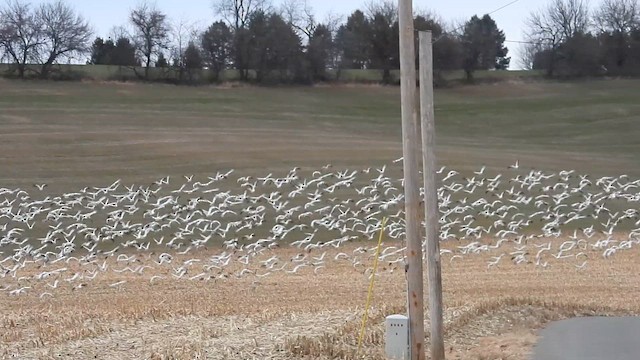 אווז שלג - ML647611504