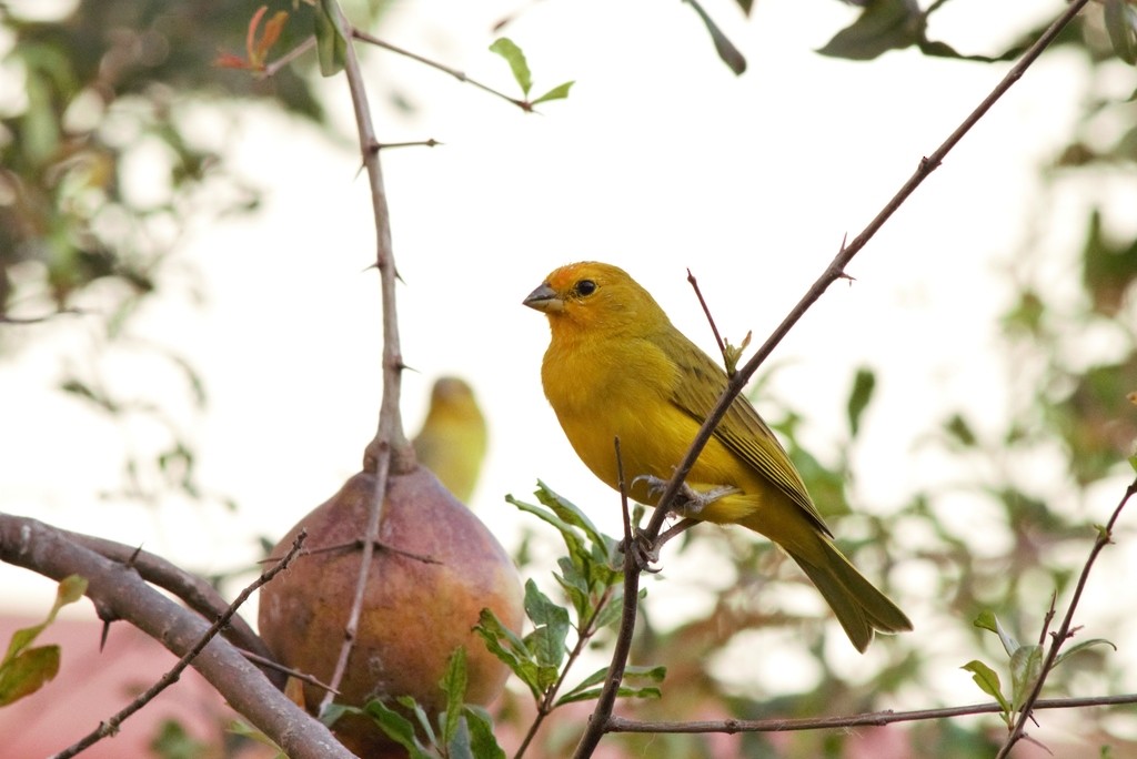 Saffron Finch - ML647611506