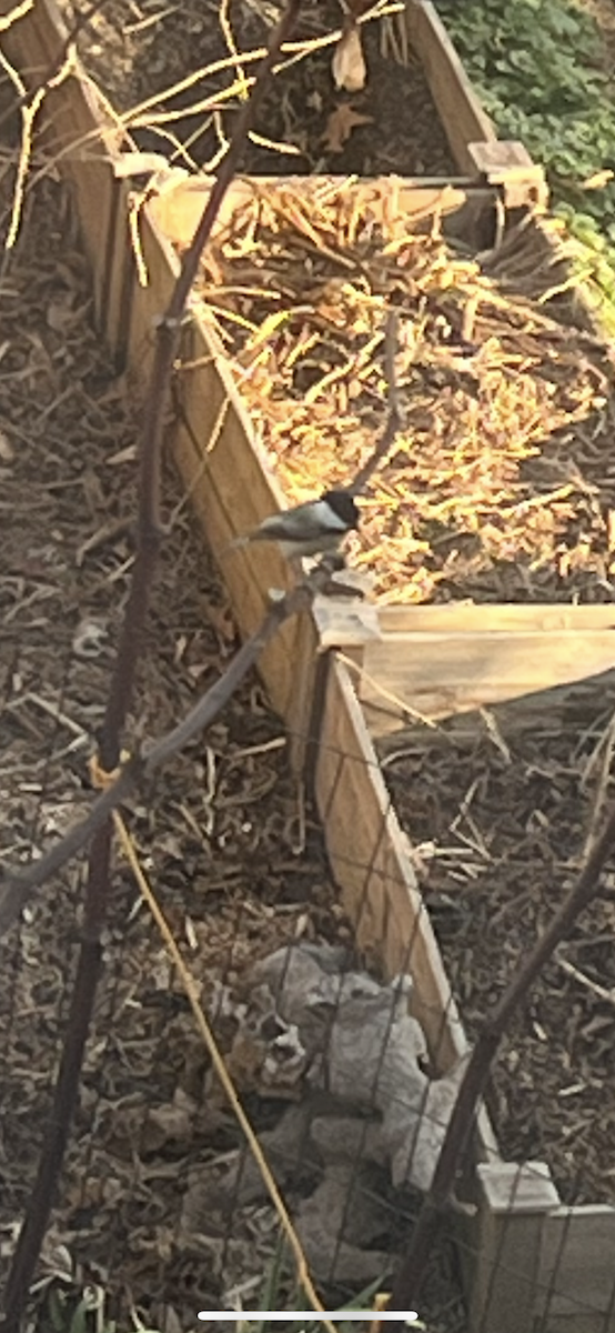 Carolina Chickadee - ML647611507