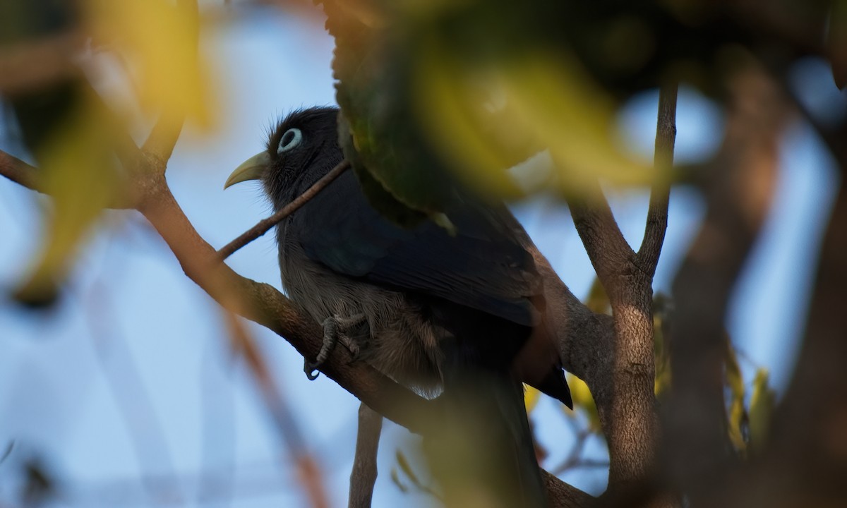 Blue-faced Malkoha - ML647611508