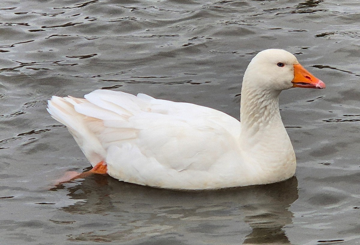 אווז אפור (מבוית) - ML647611511