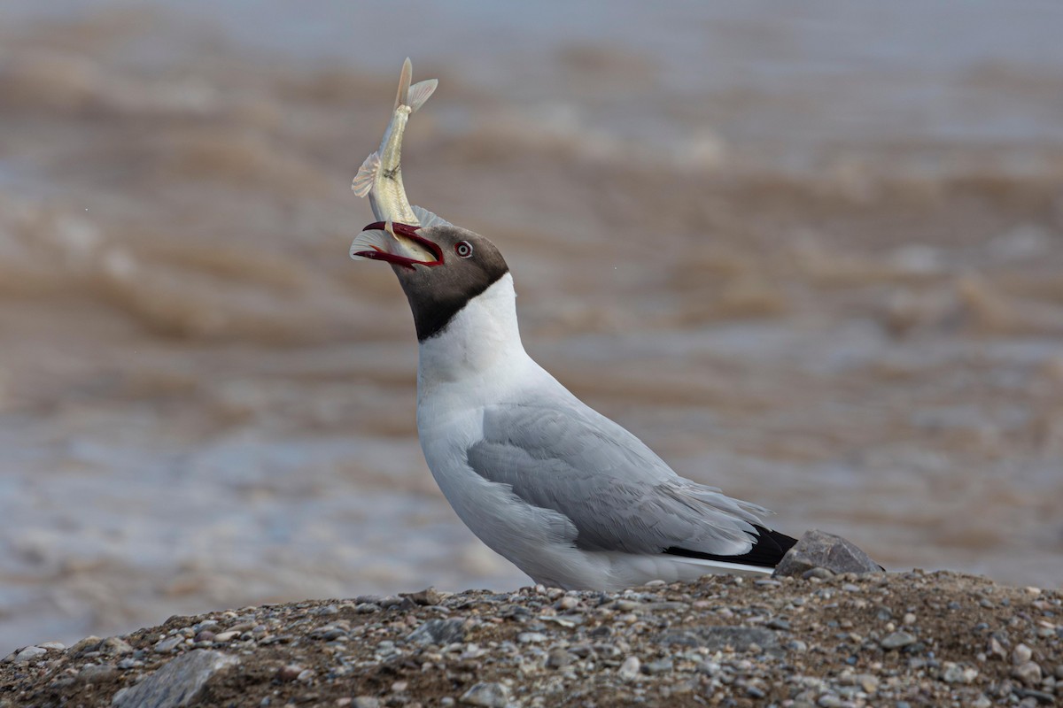 שחף חום-ראש - ML647611512