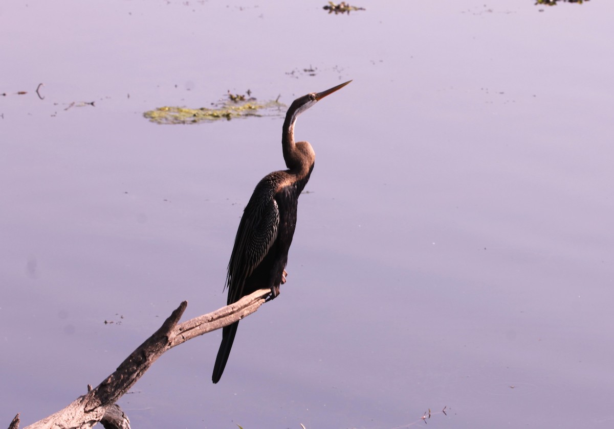 נחשון אסייתי - ML647611513