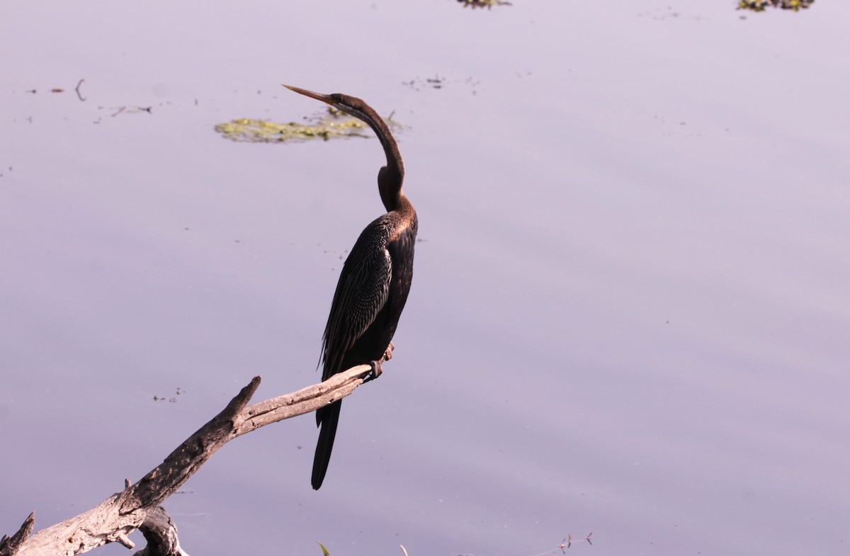 נחשון אסייתי - ML647611514