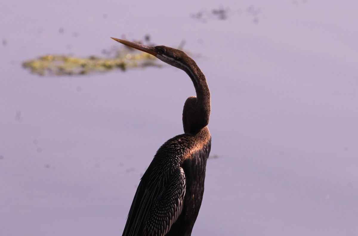 נחשון אסייתי - ML647611515