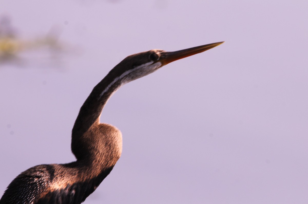 נחשון אסייתי - ML647611516