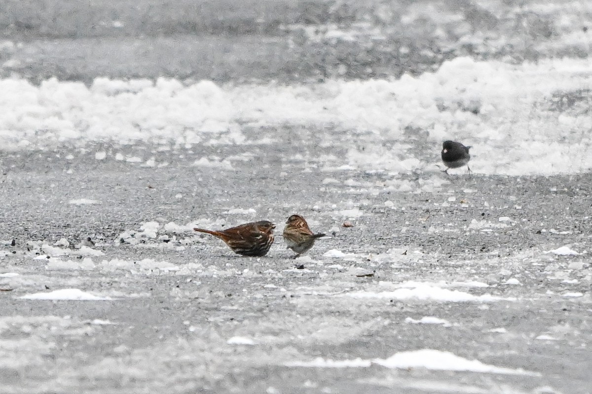 Fox Sparrow (Red) - ML647611519