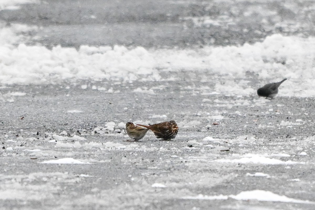 Fox Sparrow (Red) - ML647611520
