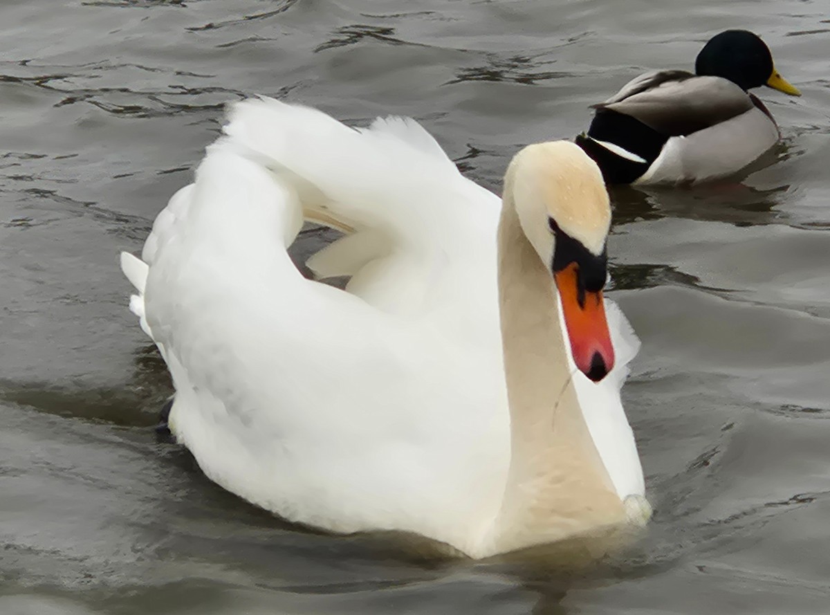 ברבור מצוי - ML647611521