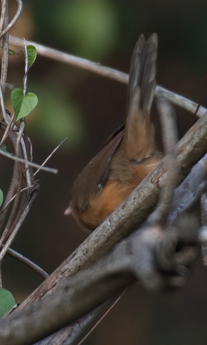 Tawny-bellied Babbler - ML647611522