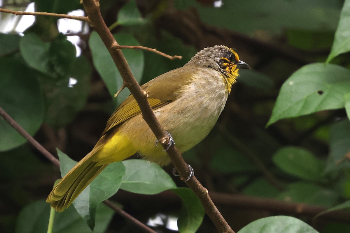 Stripe-throated Bulbul - ML647611523