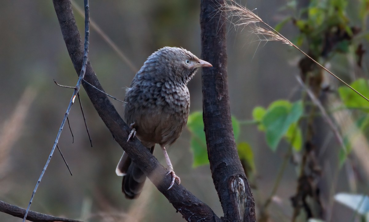 Yellow-billed Babbler - ML647611524