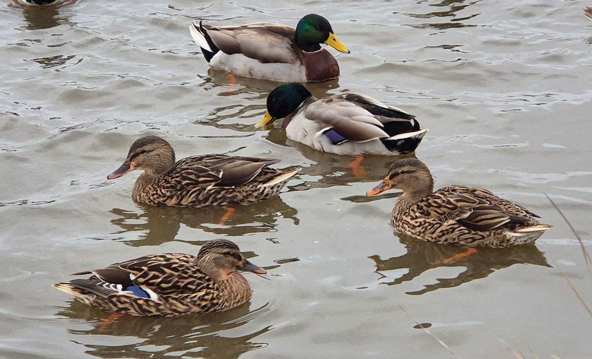 ברכיה - ML647611525