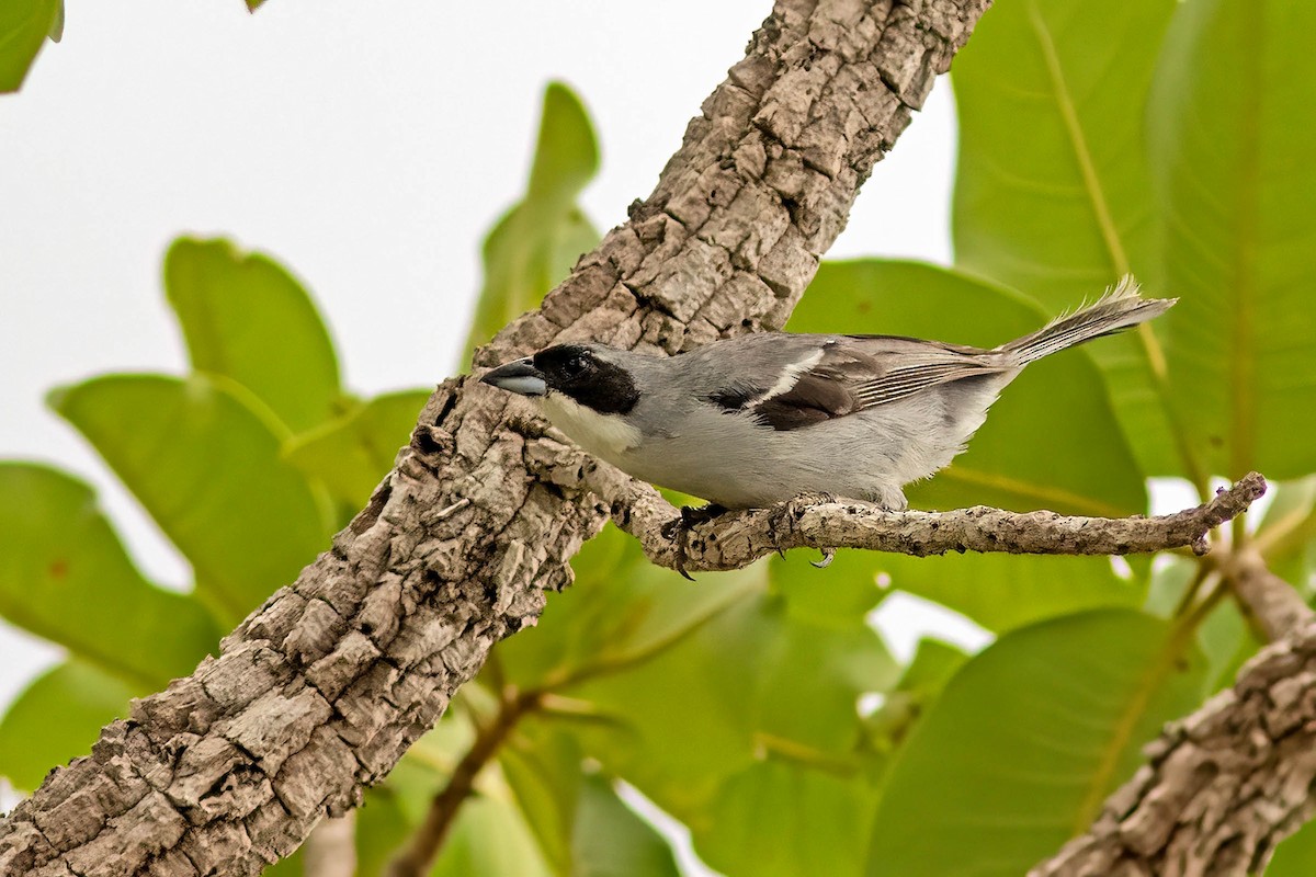White-banded Tanager - ML647611527