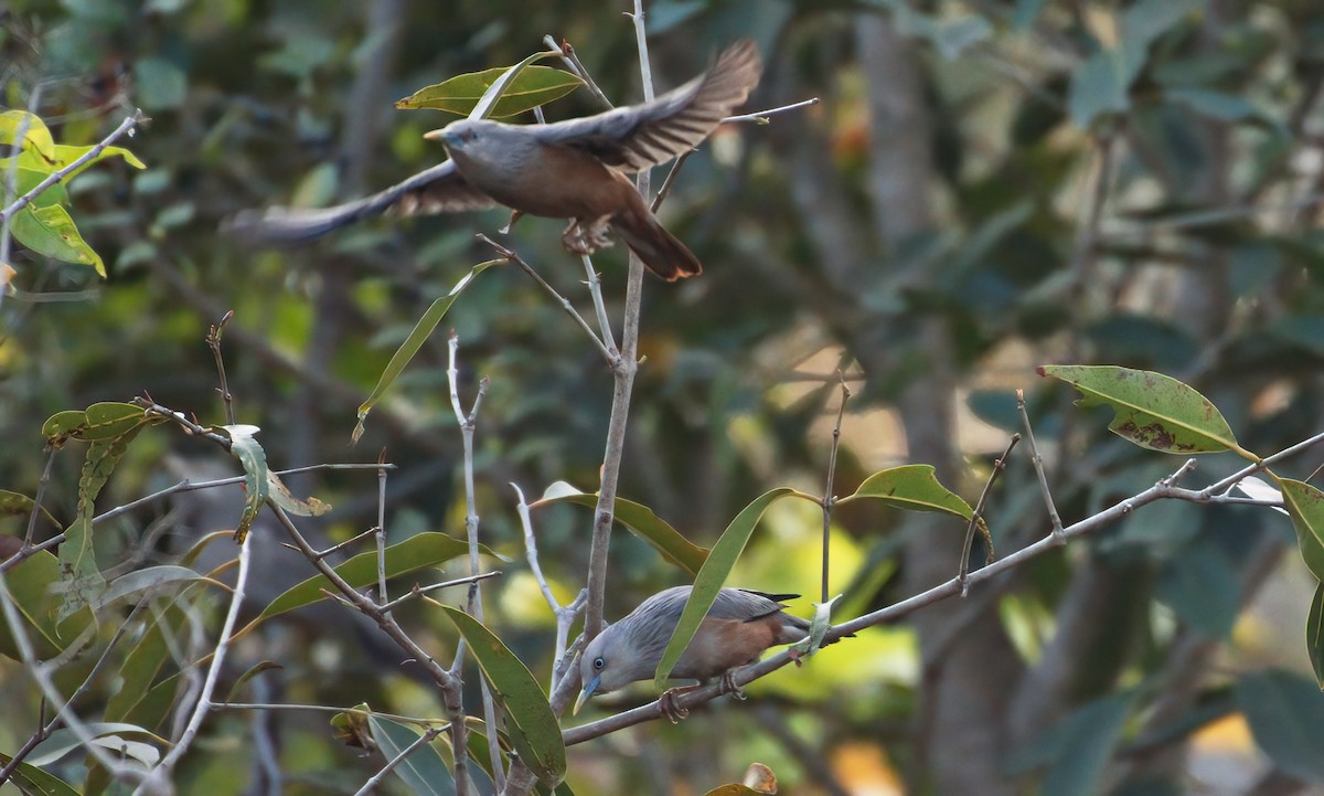 Chestnut-tailed Starling - ML647611531