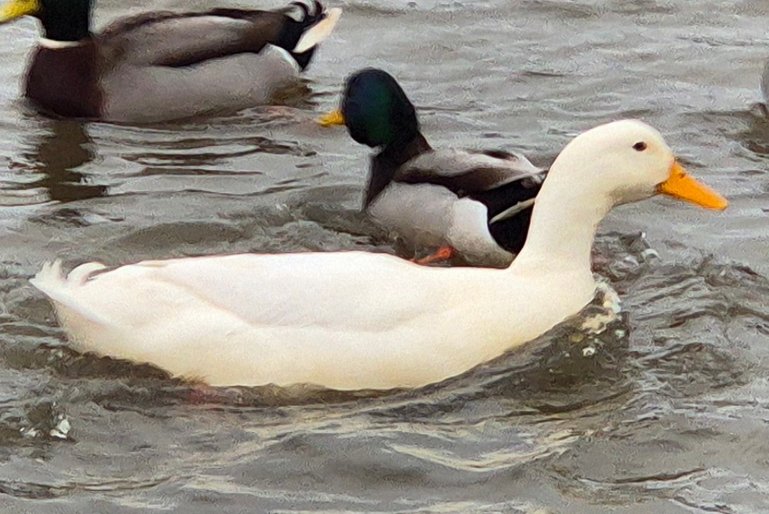 ברכיה (מבויתת) - ML647611532