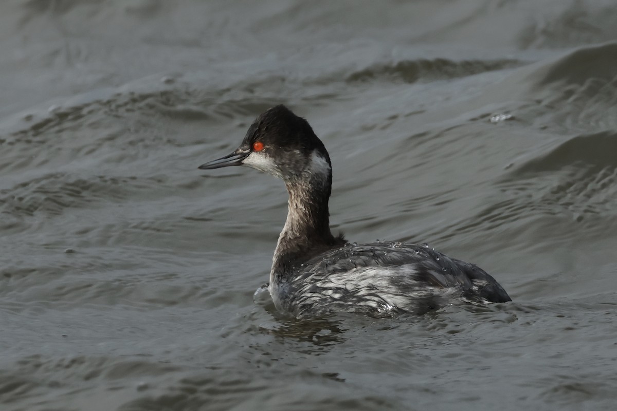 טבלן בינוני - ML647611533