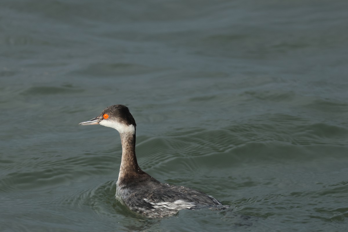 טבלן בינוני - ML647611534