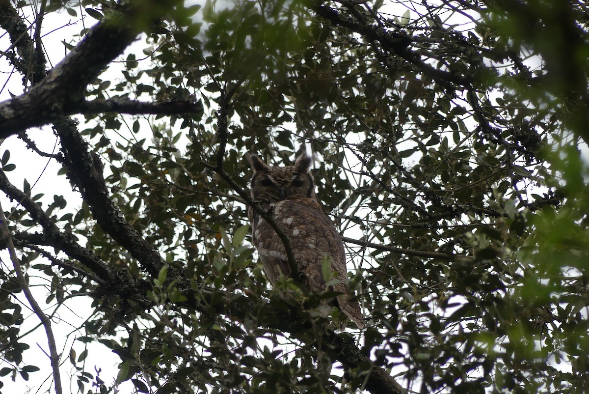 Spotted Eagle-Owl - ML647611540