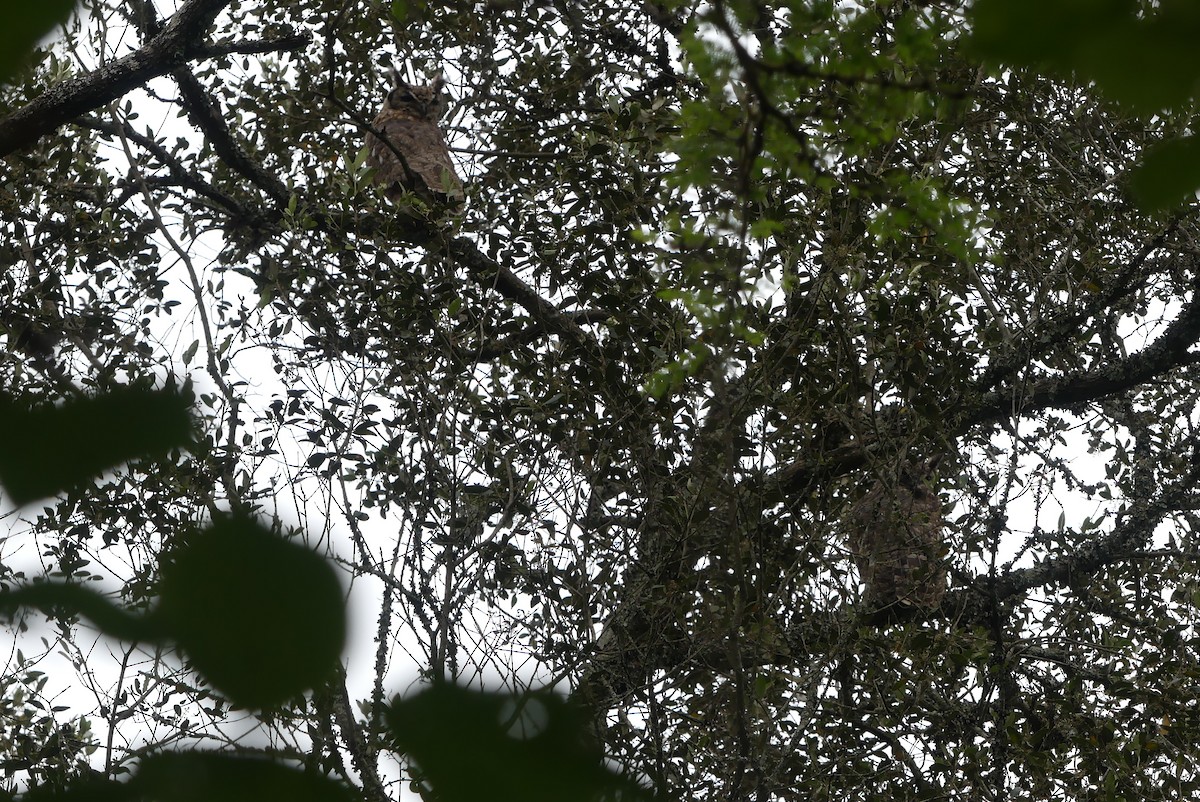 Spotted Eagle-Owl - ML647611541