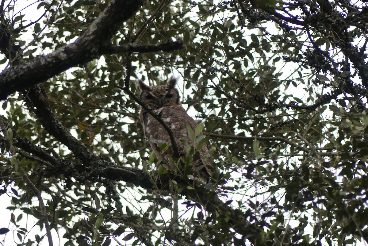Spotted Eagle-Owl - ML647611543