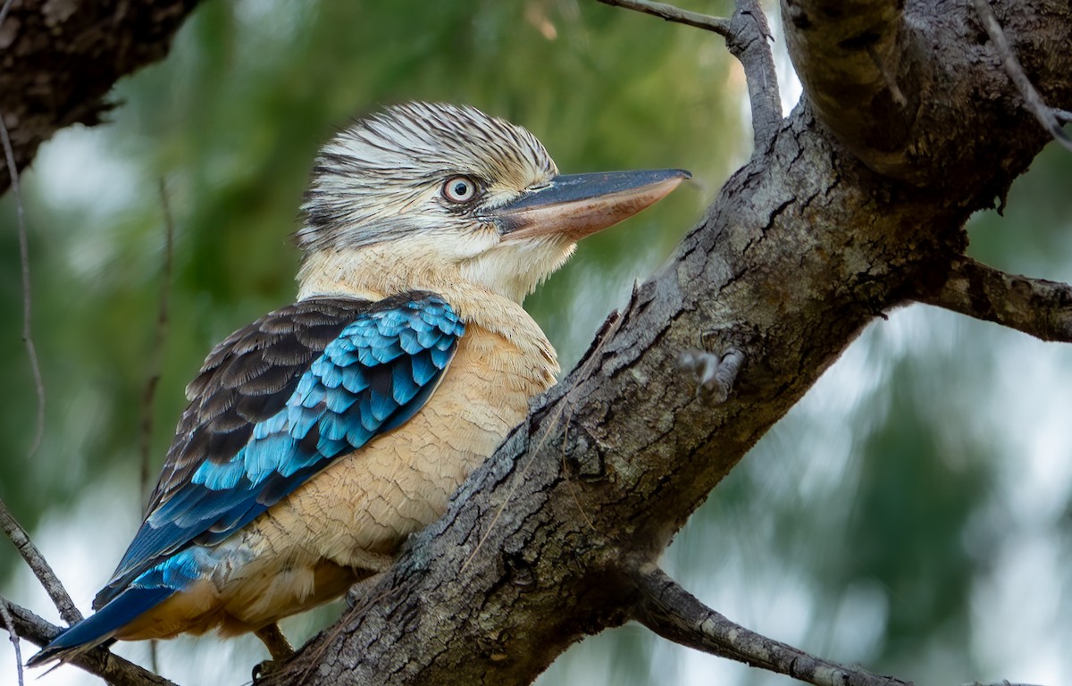 Blue-winged Kookaburra - ML647611546