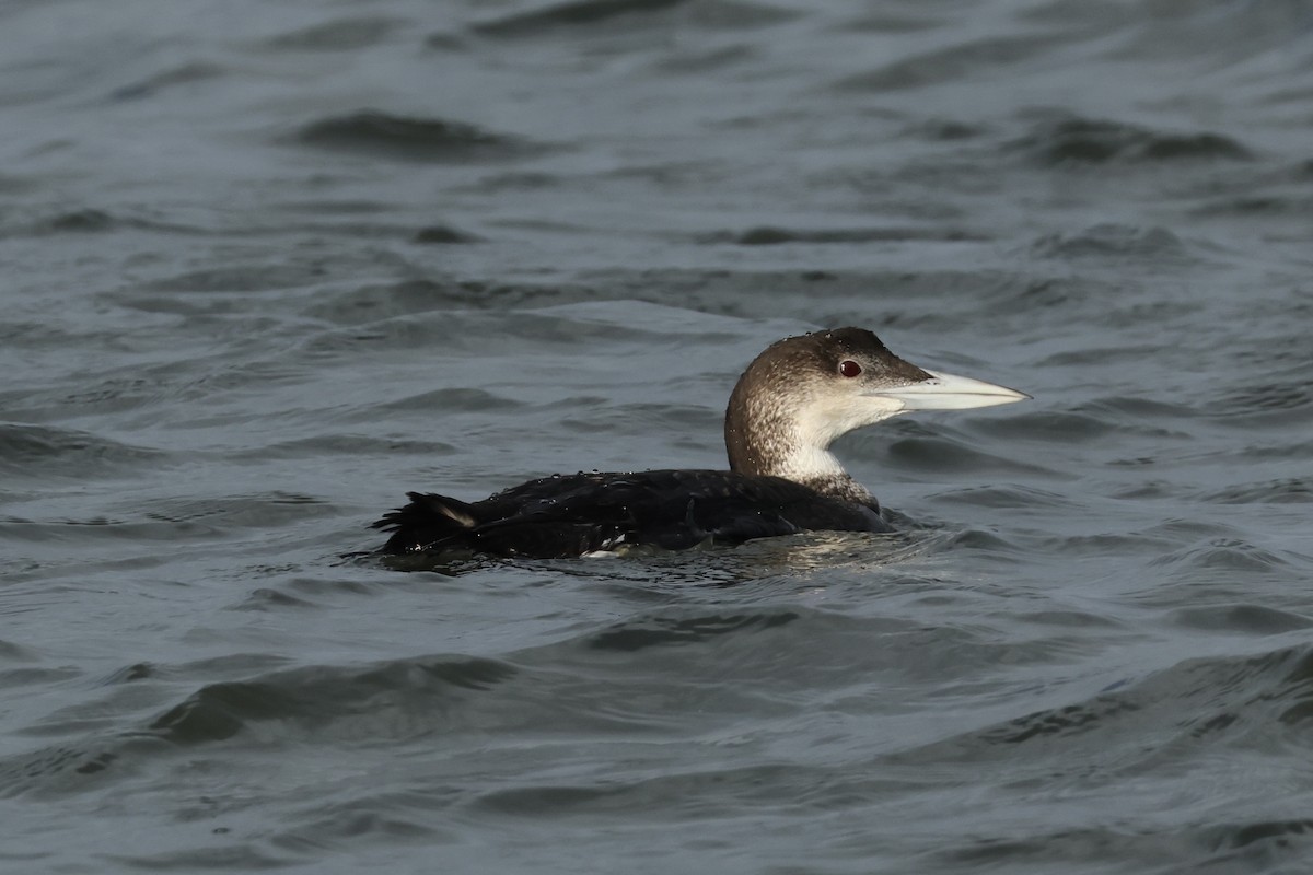 Common Loon - ML647611549