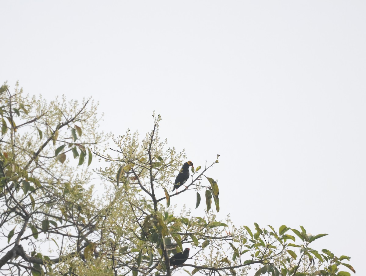 Miná Indio - ML647611567