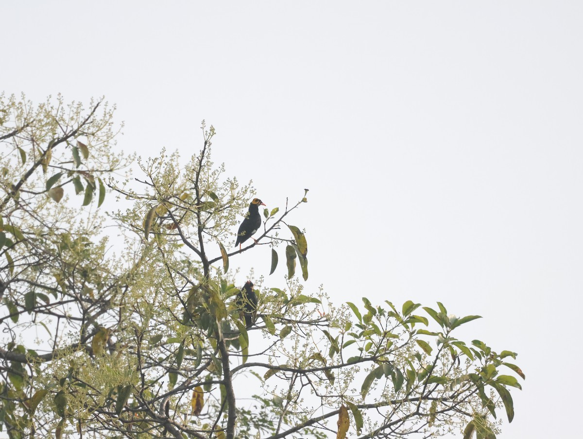 Miná Indio - ML647611568