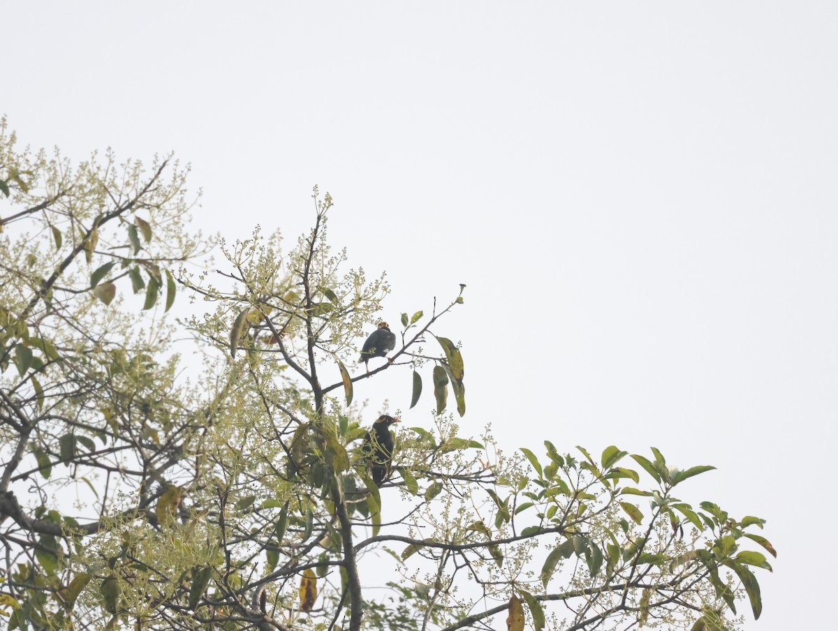 Miná Indio - ML647611569