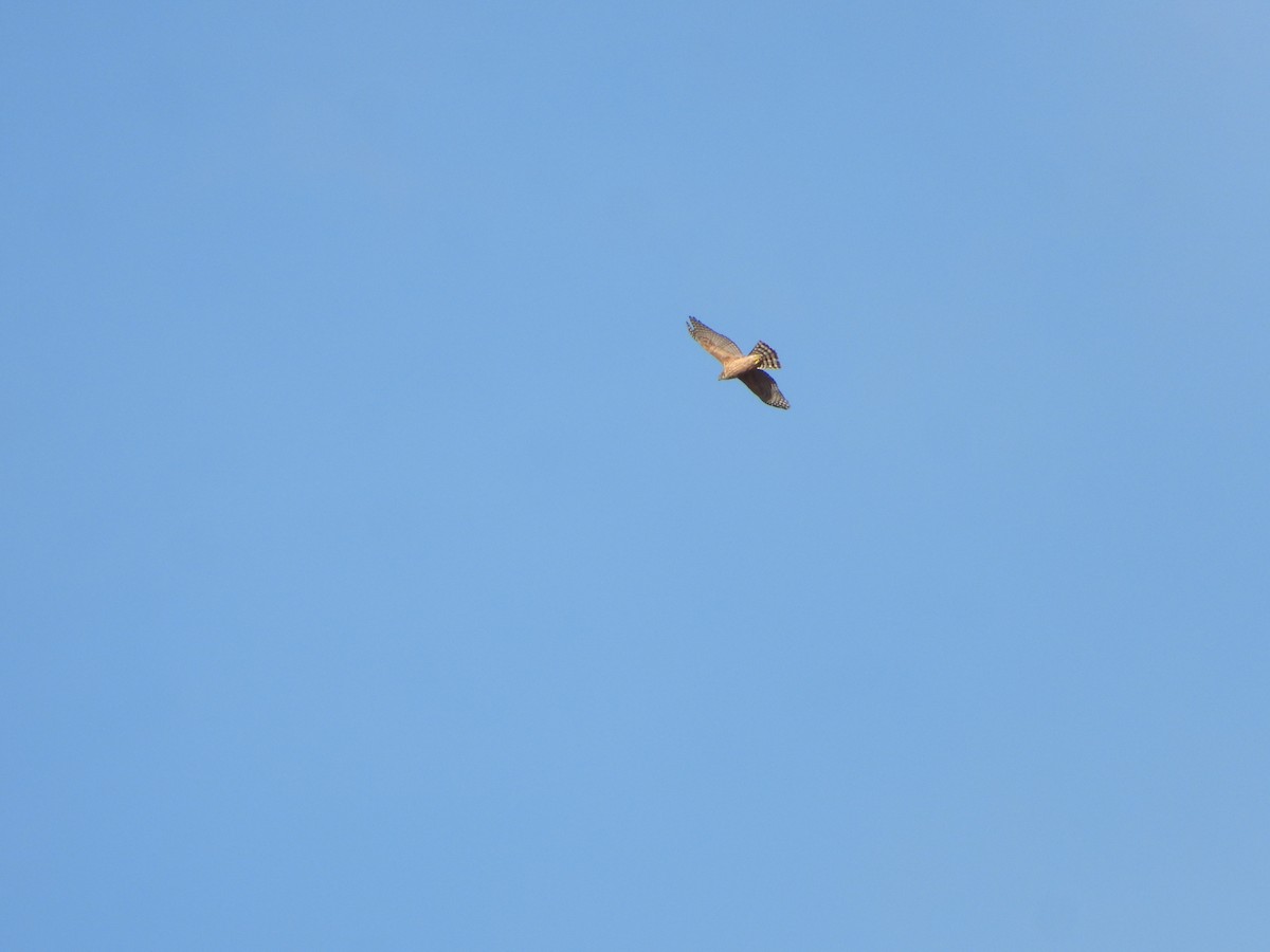 Яструб великий - ML647611624