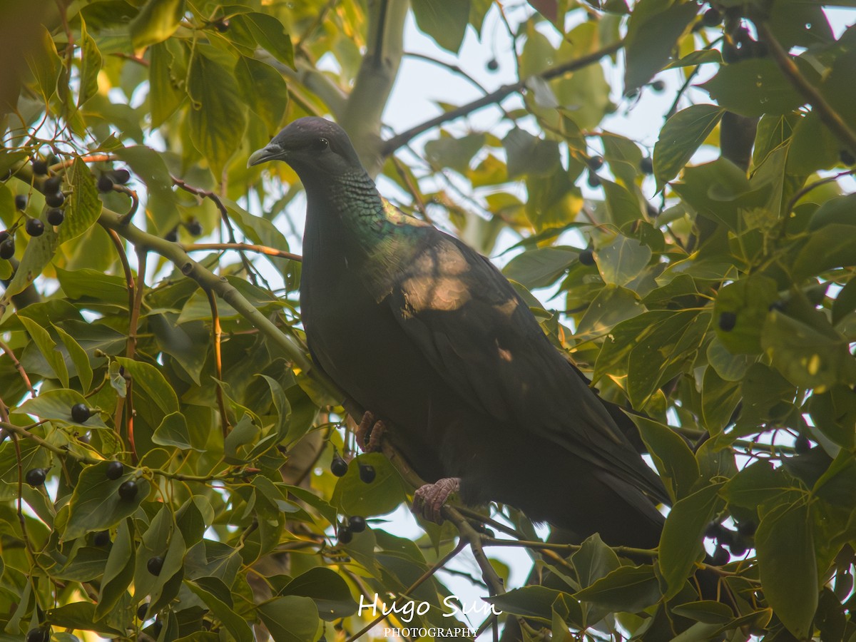 Mor Japon Güvercini - ML647611626