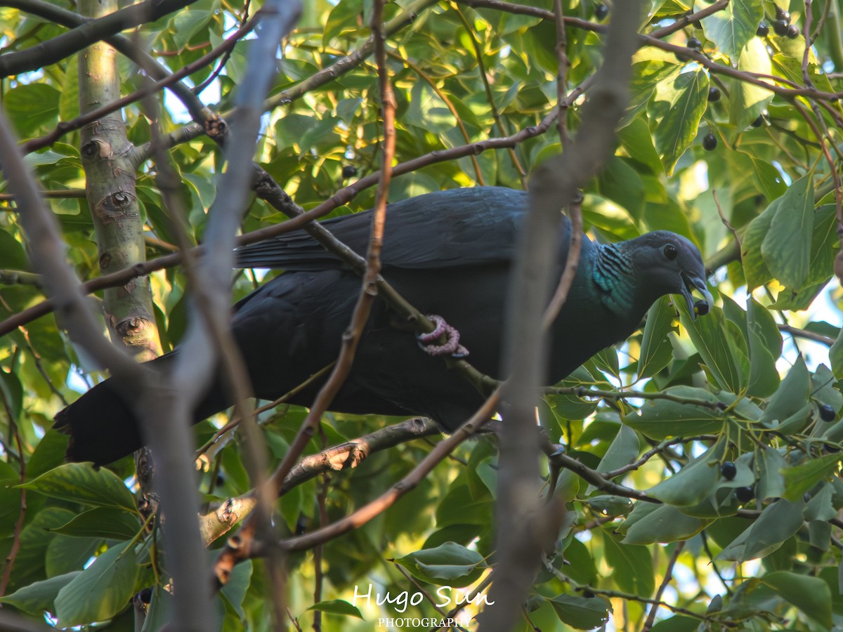 Mor Japon Güvercini - ML647611627