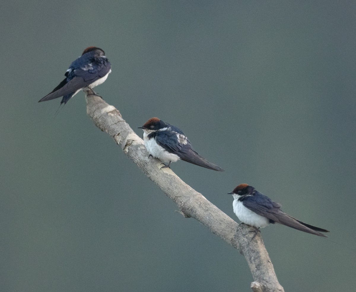 Wire-tailed Swallow - ML647611639