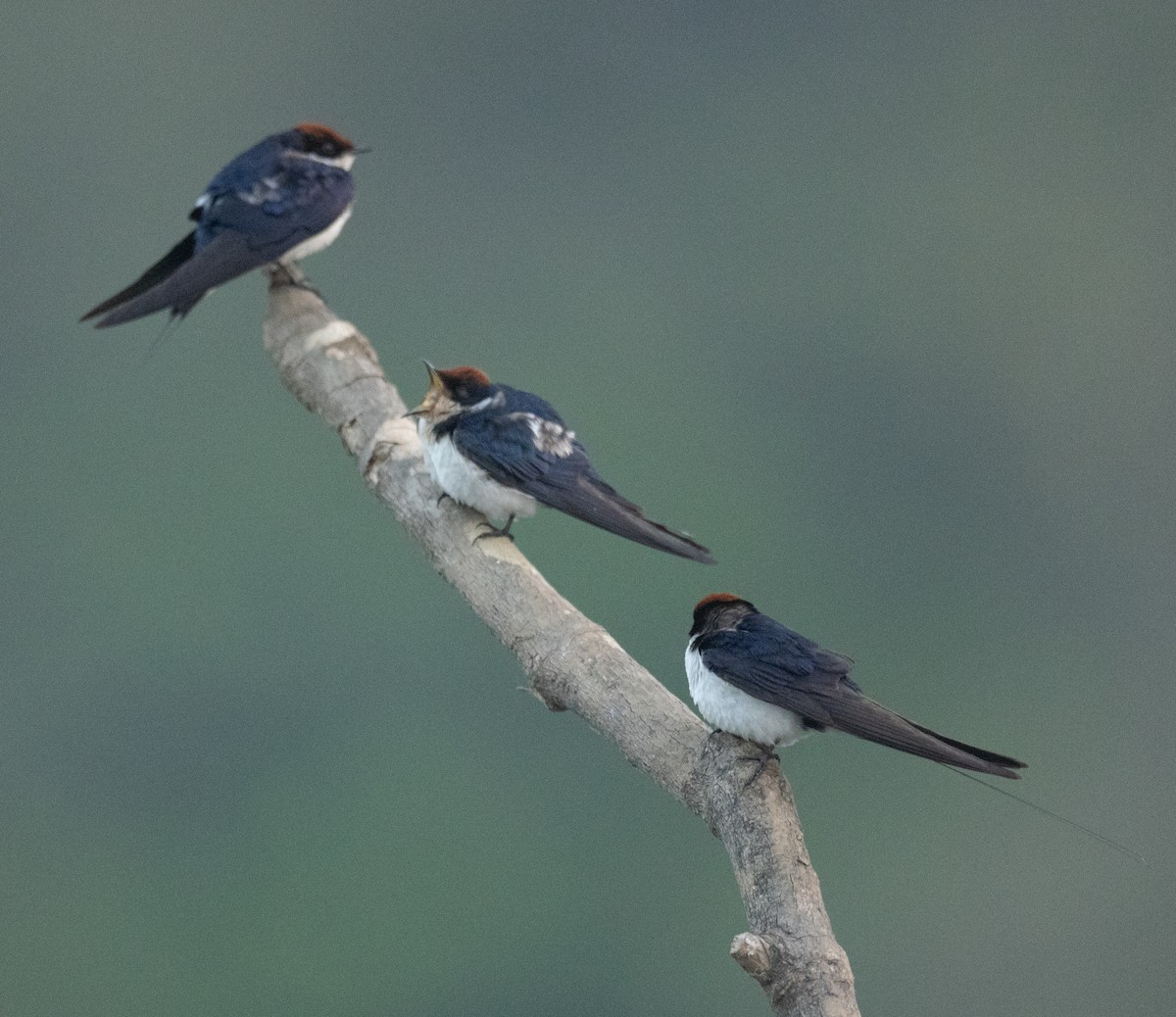 Wire-tailed Swallow - ML647611643