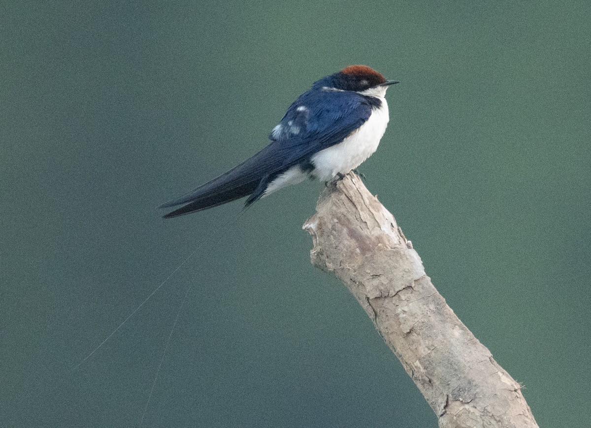 Wire-tailed Swallow - ML647611645