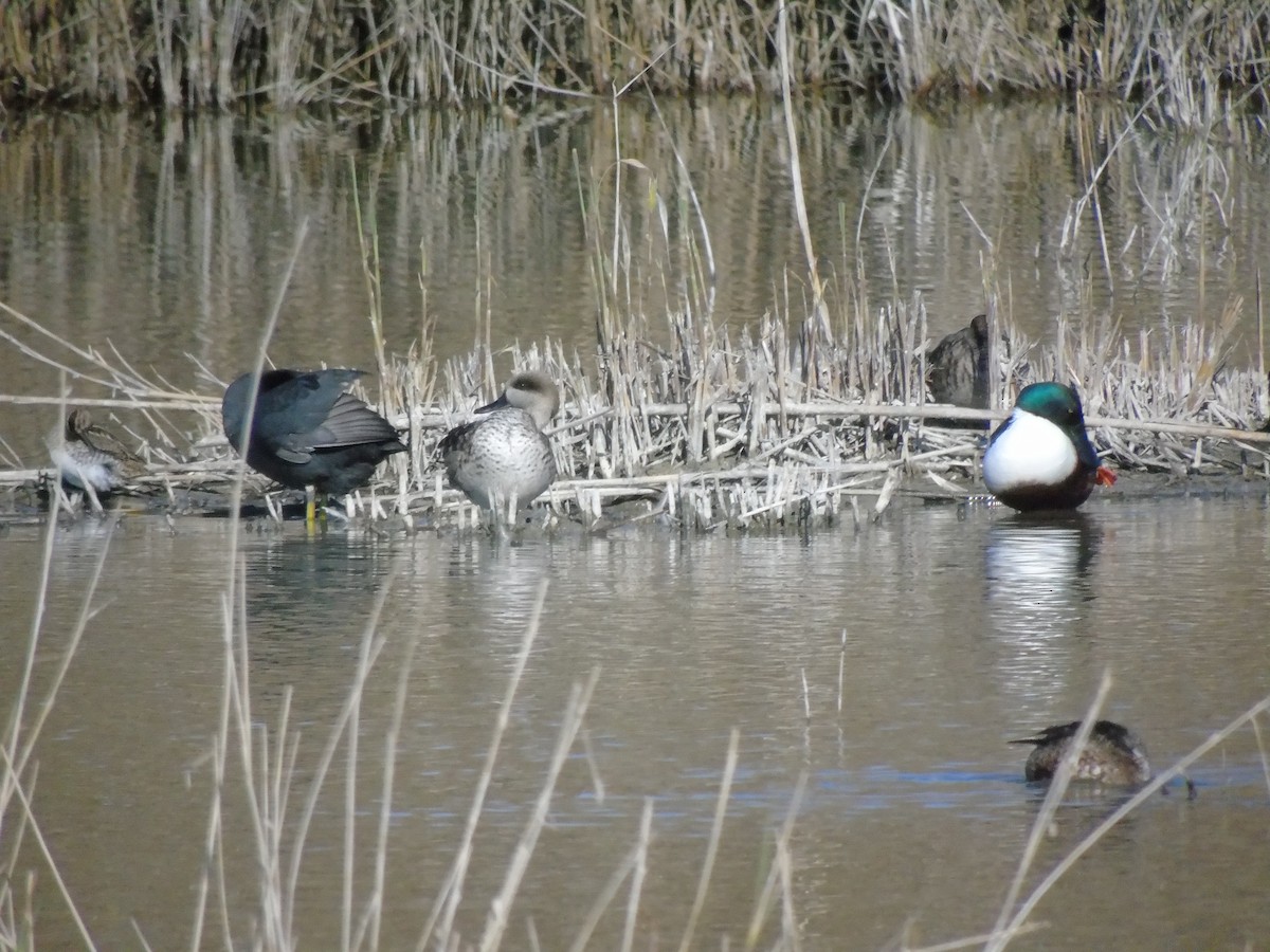Marbled Duck - ML647611650