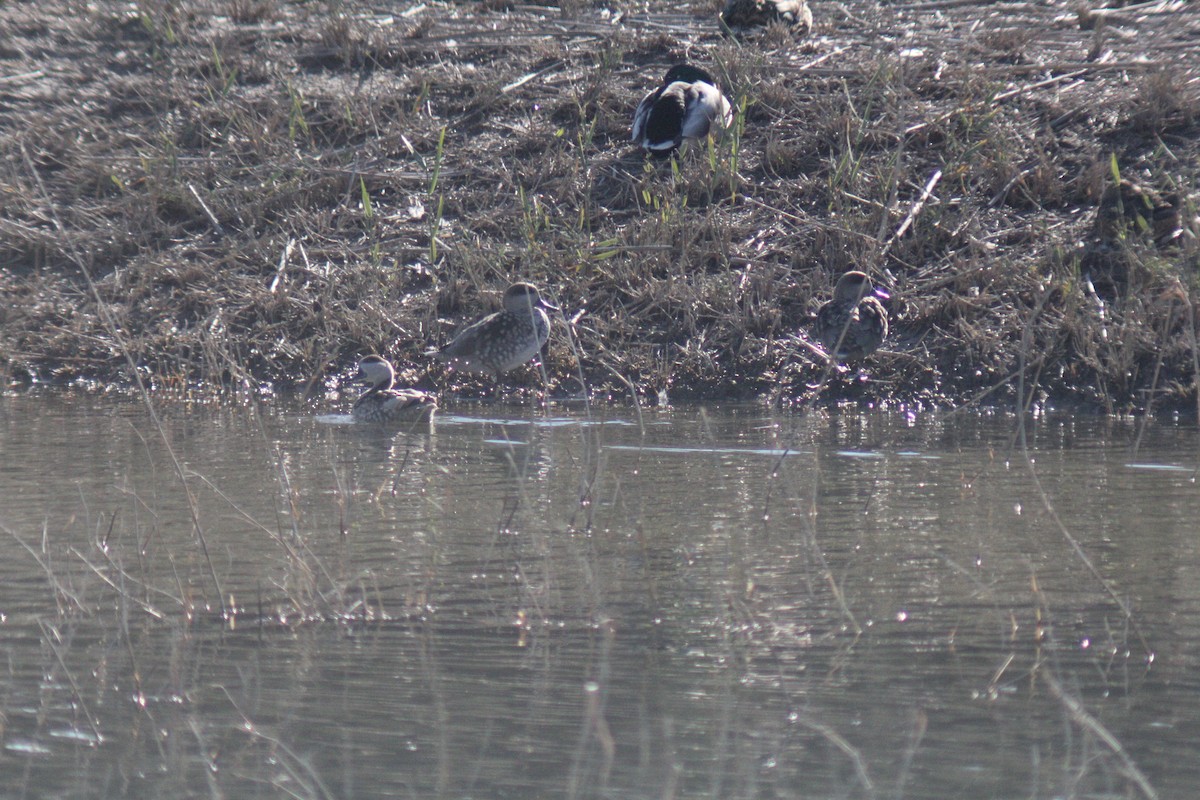 Marbled Duck - ML647611658